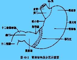 理论要点之外科学:胃,十二指肠疾病